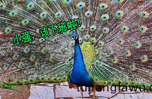 孔(kong)雀開屏(ping)